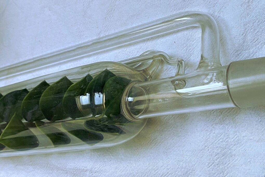 Pro mě v&nbsp;Domě chlorofylově